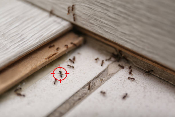 Wasp Removal Services in Shelton, CT
