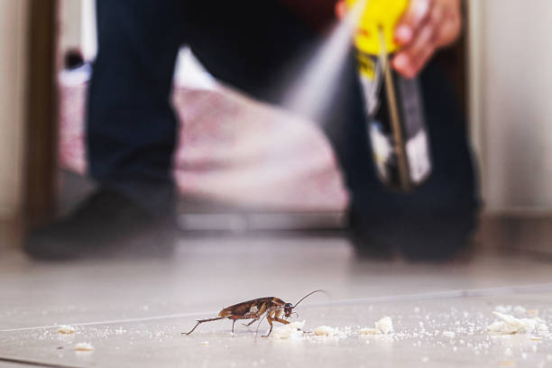Best Insect Control  in Shelton, CT