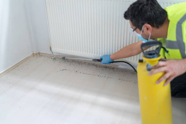 Best Termite Control Services  in Shelton, CT